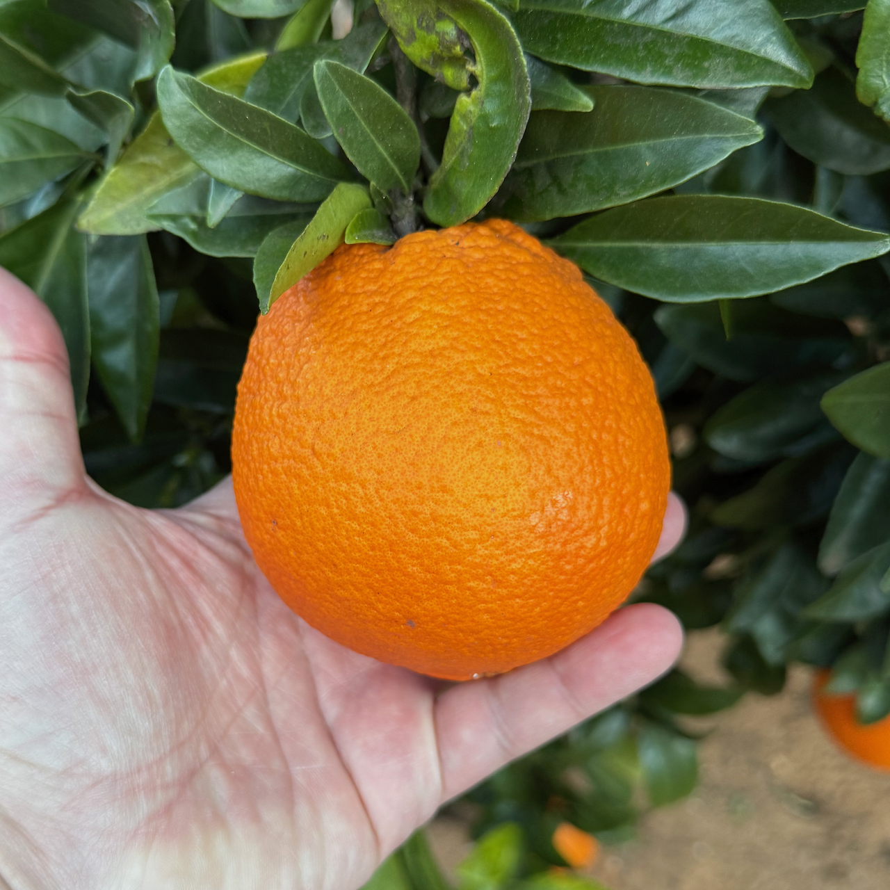 Naranjas de Valencia